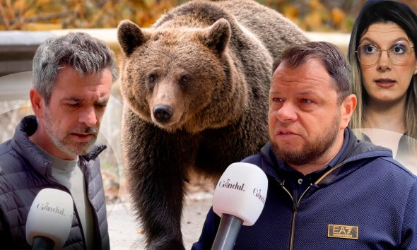 „Am imagini cu soția alergată de urs în curte”. Teroare în Bușteni