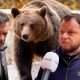 „Am imagini cu soția alergată de urs în curte”. Teroare în Bușteni