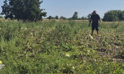 GALERIE FOTO: Zeci de tone de pepeni, abandonate pe câmp din cauza prețului mic. Fermierii au ieșit pe pagubă