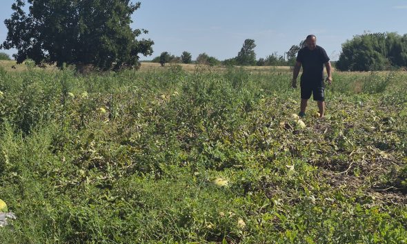 GALERIE FOTO: Zeci de tone de pepeni, abandonate pe câmp din cauza prețului mic. Fermierii au ieșit pe pagubă