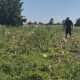 GALERIE FOTO: Zeci de tone de pepeni, abandonate pe câmp din cauza prețului mic. Fermierii au ieșit pe pagubă