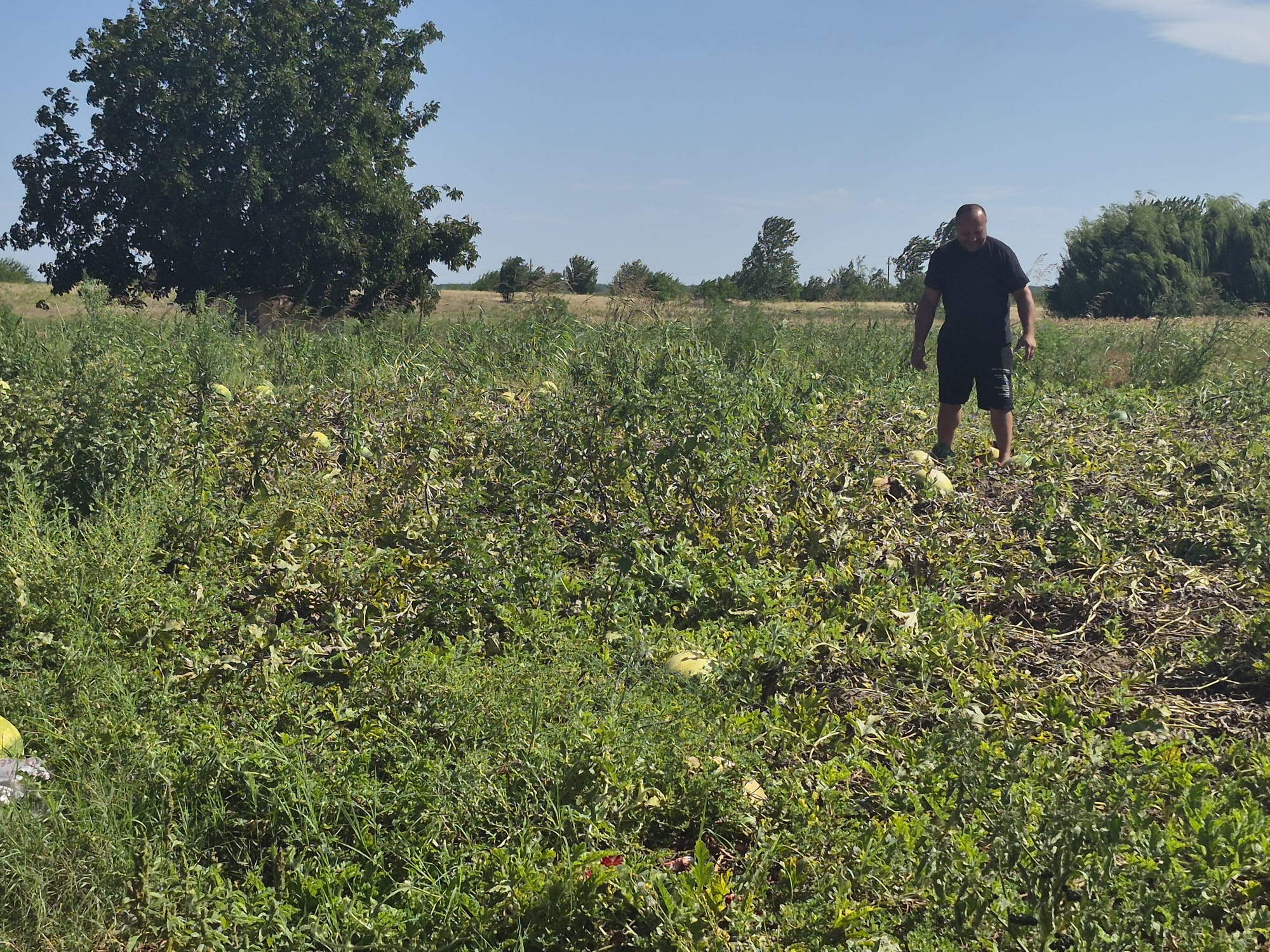 GALERIE FOTO: Zeci de tone de pepeni, abandonate pe câmp din cauza prețului mic. Fermierii au ieșit pe pagubă