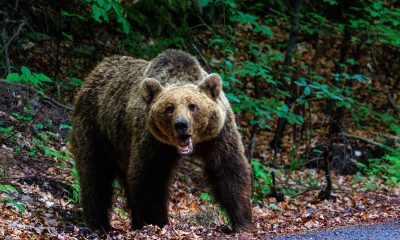 O ursoaică a fost împușcată în Brașov, după ce a intrat în oraș și a pus oamenii în pericol