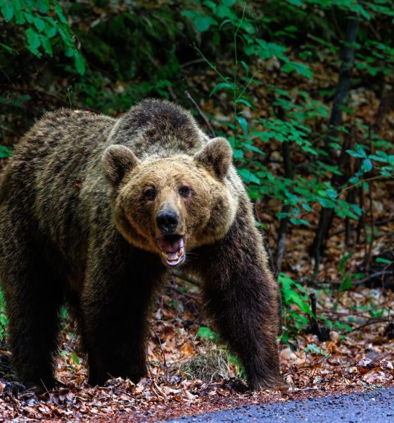 O ursoaică a fost împușcată în Brașov, după ce a intrat în oraș și a pus oamenii în pericol