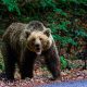 O ursoaică a fost împușcată în Brașov, după ce a intrat în oraș și a pus oamenii în pericol