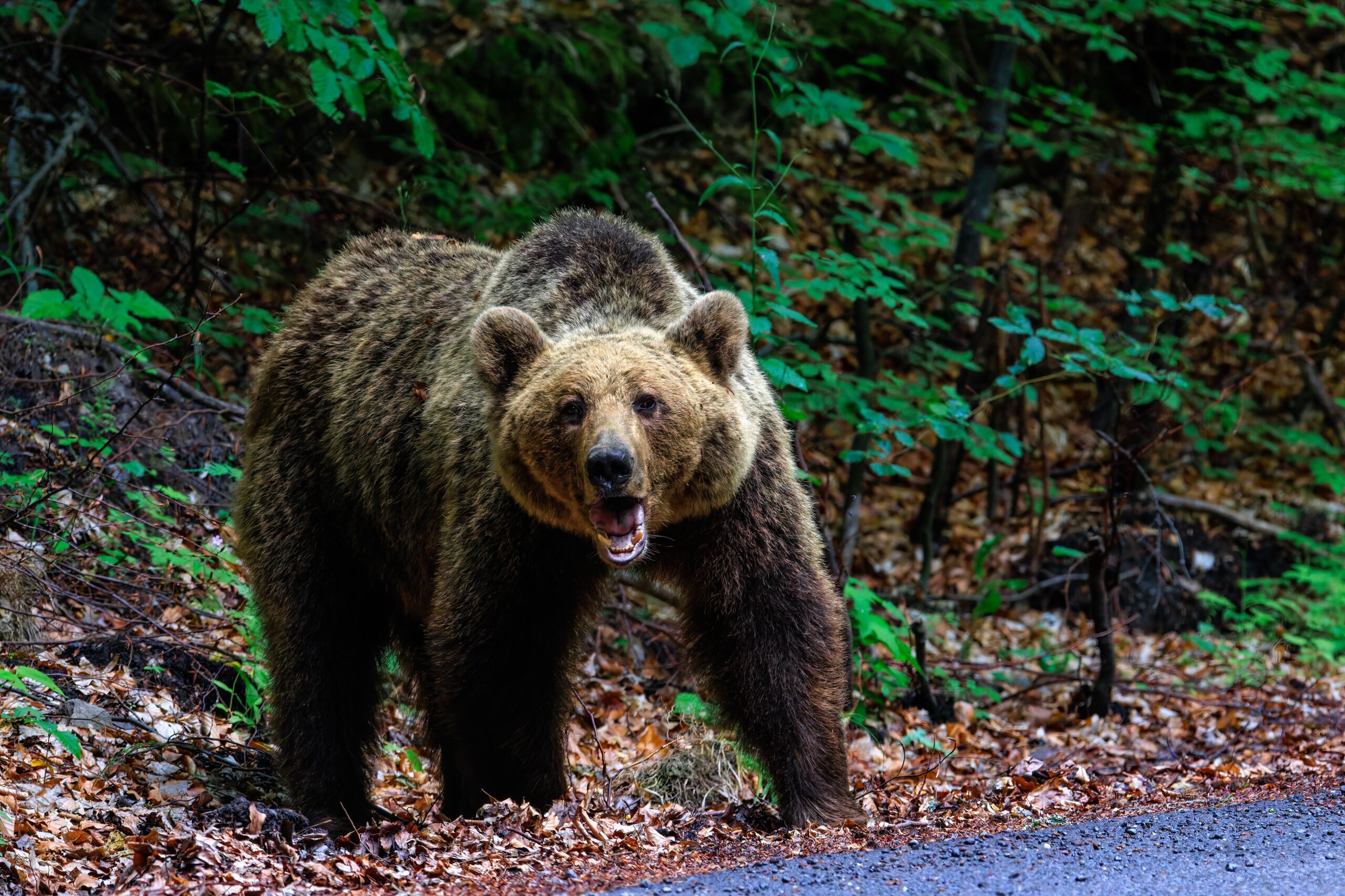 O ursoaică a fost împușcată în Brașov, după ce a intrat în oraș și a pus oamenii în pericol