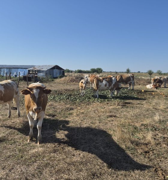 Pășunile din Olt, pârjolite de caniculă. Animalele sunt hrănite cu castraveți și pepeni