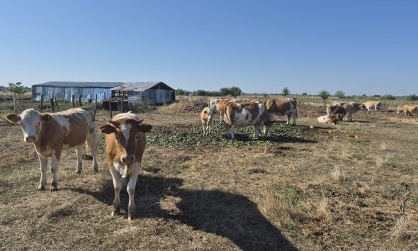 Pășunile din Olt, pârjolite de caniculă. Animalele sunt hrănite cu castraveți și pepeni
