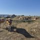 Pășunile din Olt, pârjolite de caniculă. Animalele sunt hrănite cu castraveți și pepeni