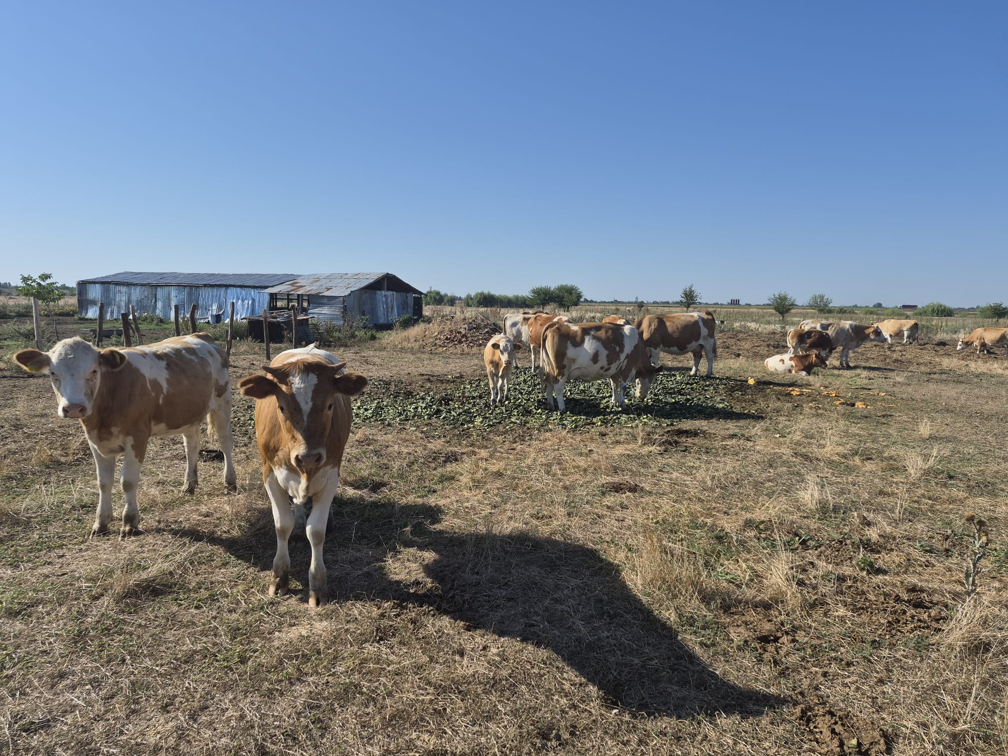 Pășunile din Olt, pârjolite de caniculă. Animalele sunt hrănite cu castraveți și pepeni