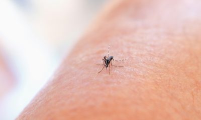Sfaturi pentru o vară fără griji: Cum să te protejezi eficient de căpușe și țânțari