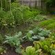 10 greșeli frecvente în grădina de legume și cum le eviți