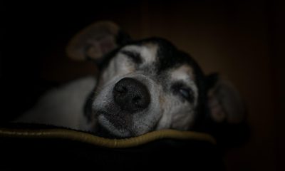 Unde ne îngropăm animalele de companie? România are puține locuri pentru ultimul rămas-bun
