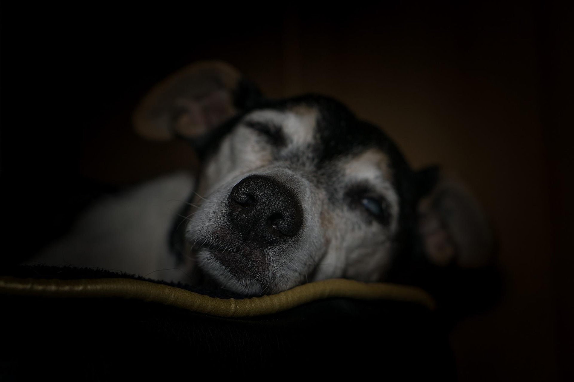 Unde ne îngropăm animalele de companie? România are puține locuri pentru ultimul rămas-bun