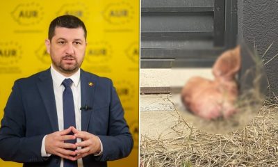 Încă un cap de porc, descoperit la firma asociată cu Marius Lulea, după incidentul de la domiciliu. Ce acuză cofondatorul AUR