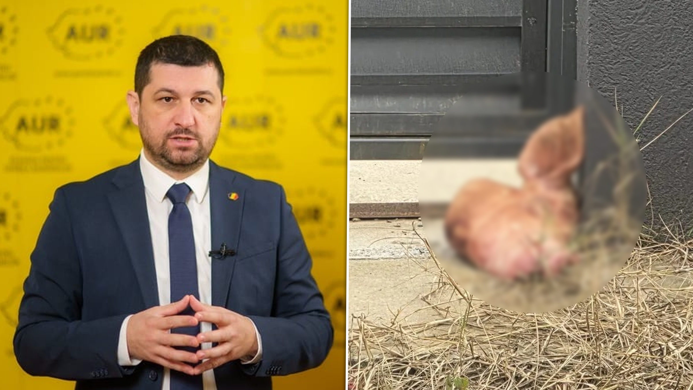 Încă un cap de porc, descoperit la firma asociată cu Marius Lulea, după incidentul de la domiciliu. Ce acuză cofondatorul AUR