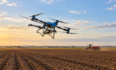 După o toamnă secetoasă, grâul a răsărit neuniform. Specialiștii AEROCROP explică ce trebuie verificat înainte de iarnă